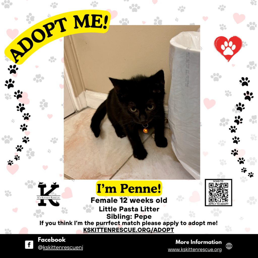 Penne Penne Adopt Me Social Media Listing 1024x1024