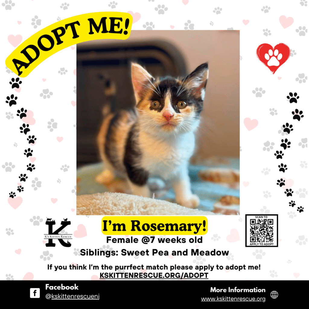 Rosemary Rosemary Adopt Me Social Media Listing 1024x1024