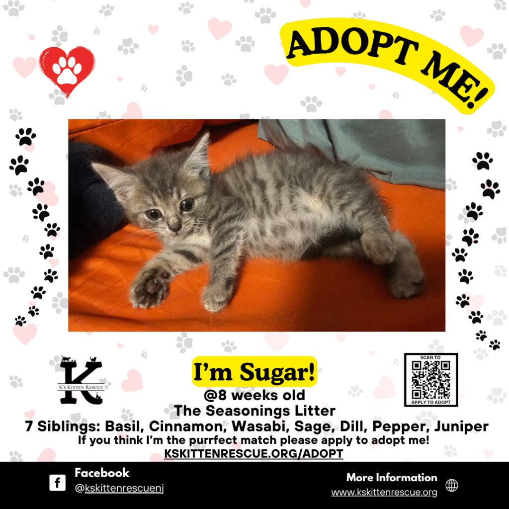 Sugar Adopt Me Social Media Listing 1024x1024