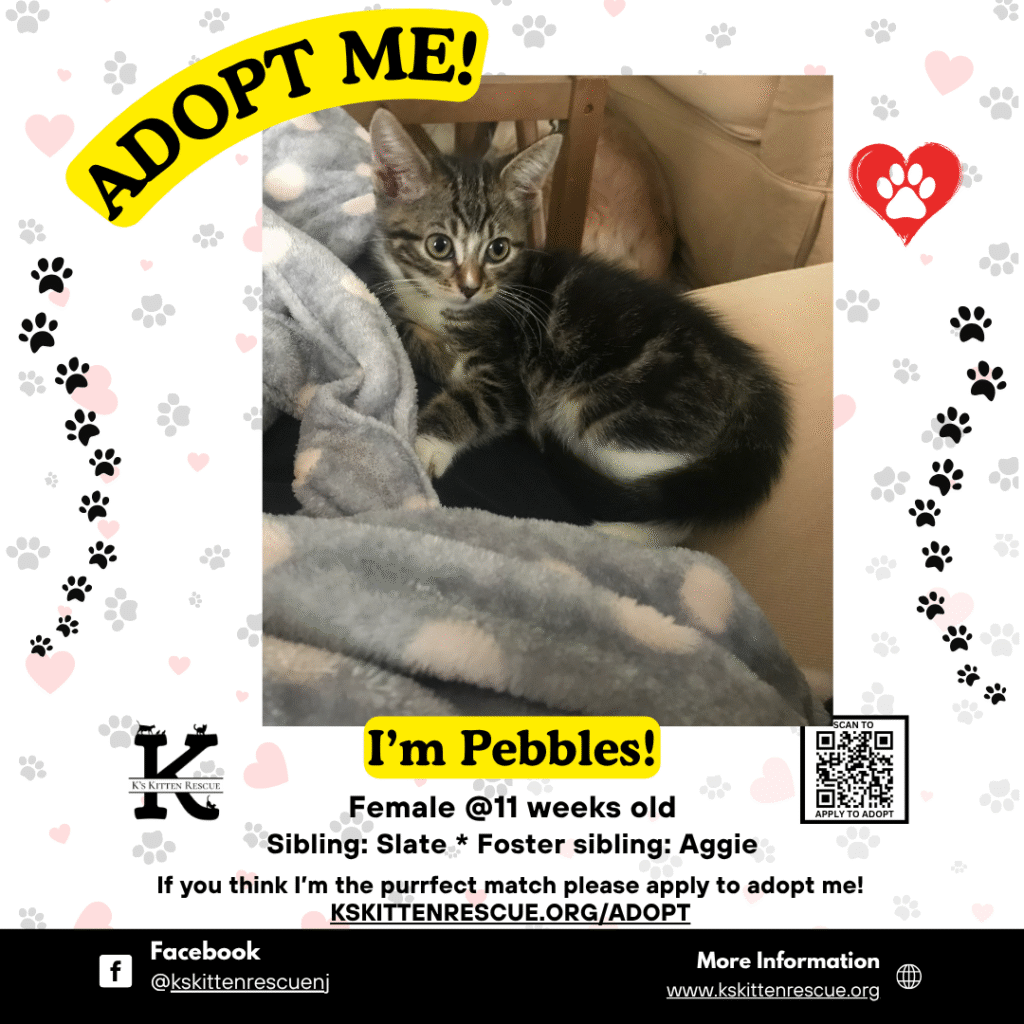 Adopt Me Social Media Listing Pebbles 1024x1024