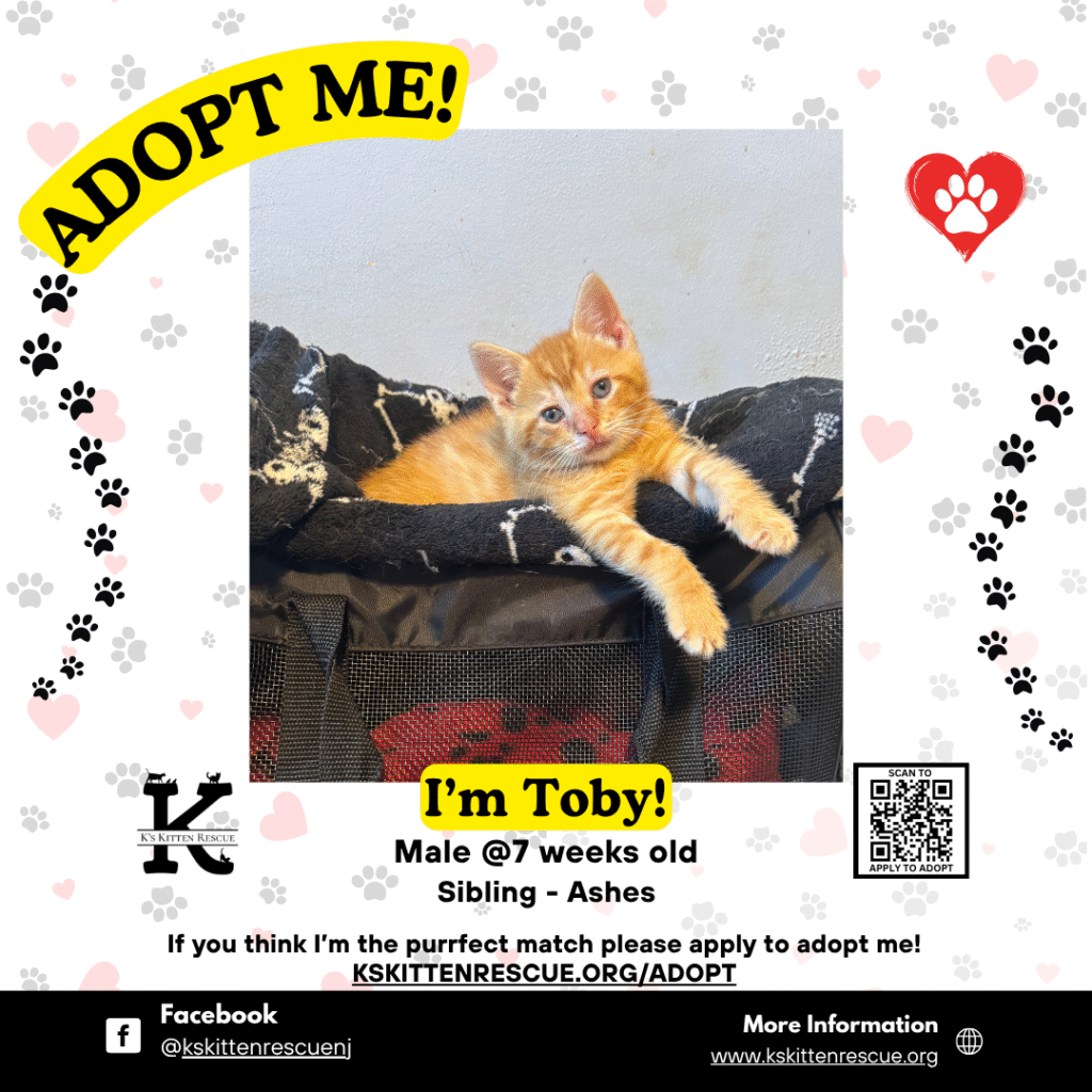 Toby Toby 1024x1024