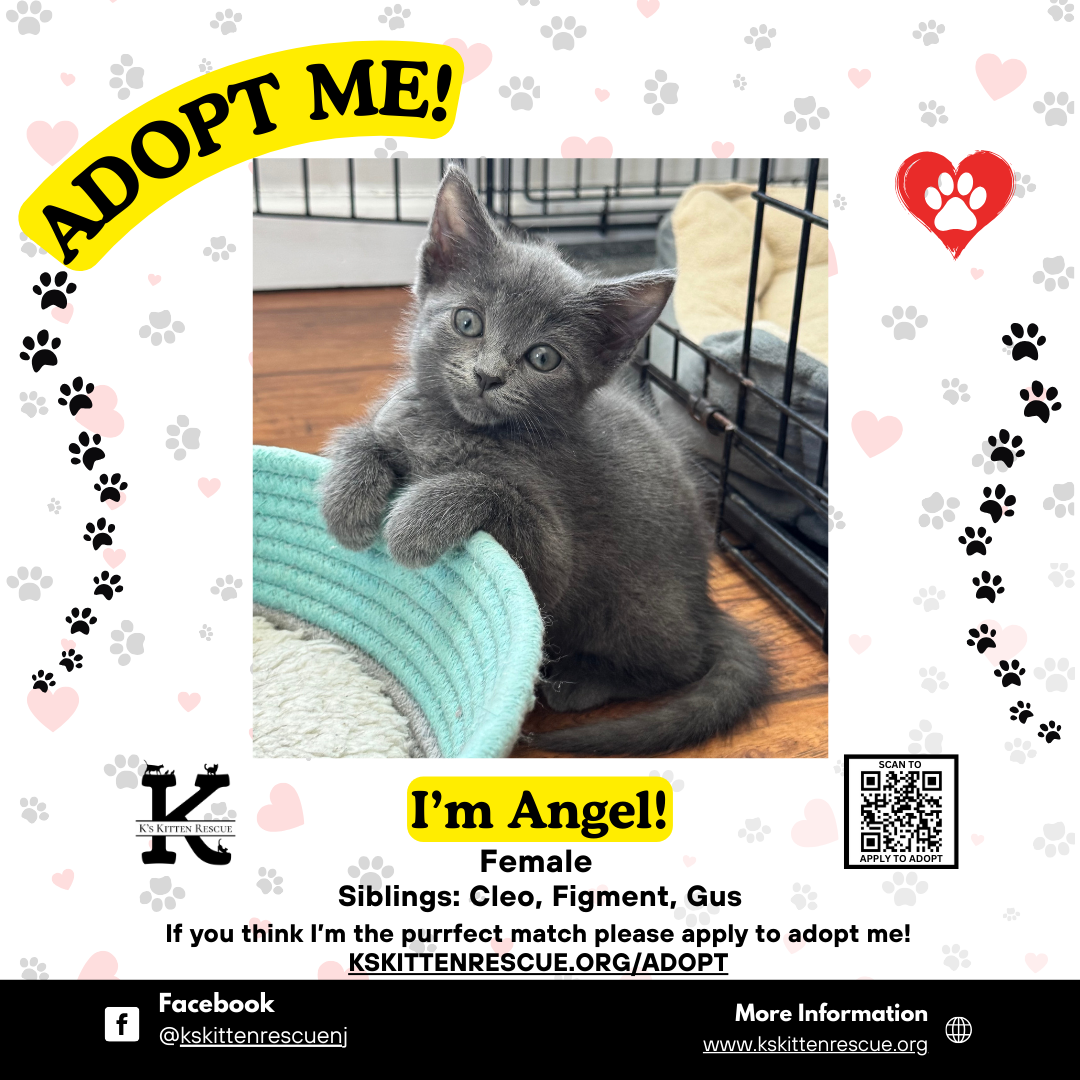 adopt me social media listing angel