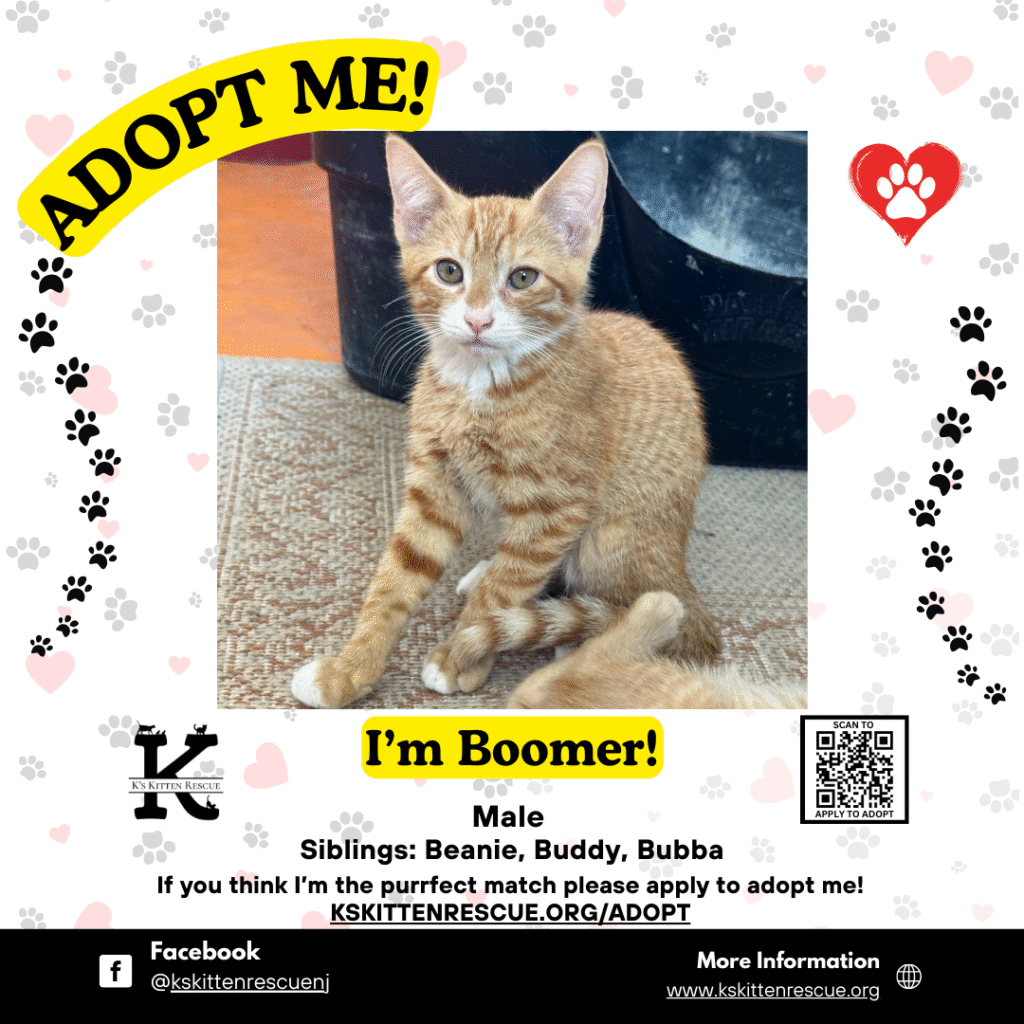 Boomer adopt me social media listing boomer