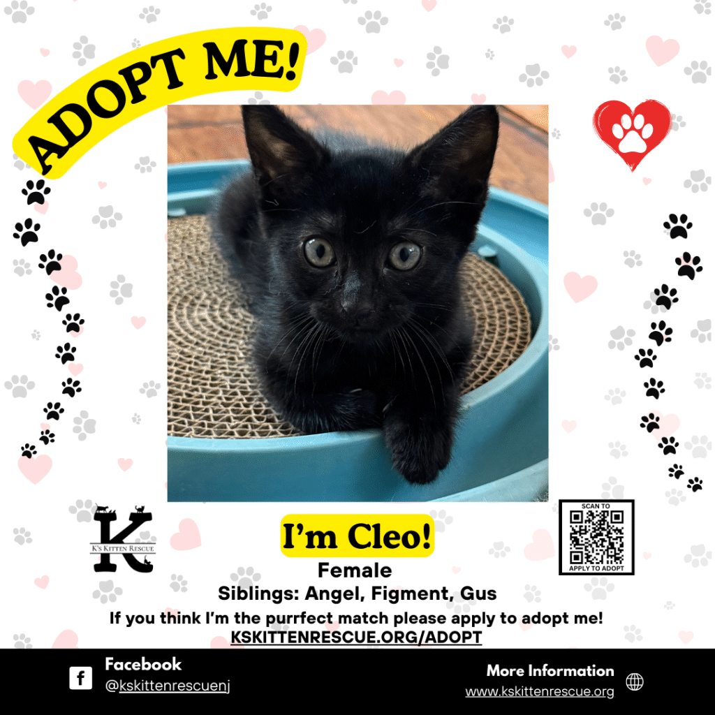 Cleo adopt me social media listing cleo