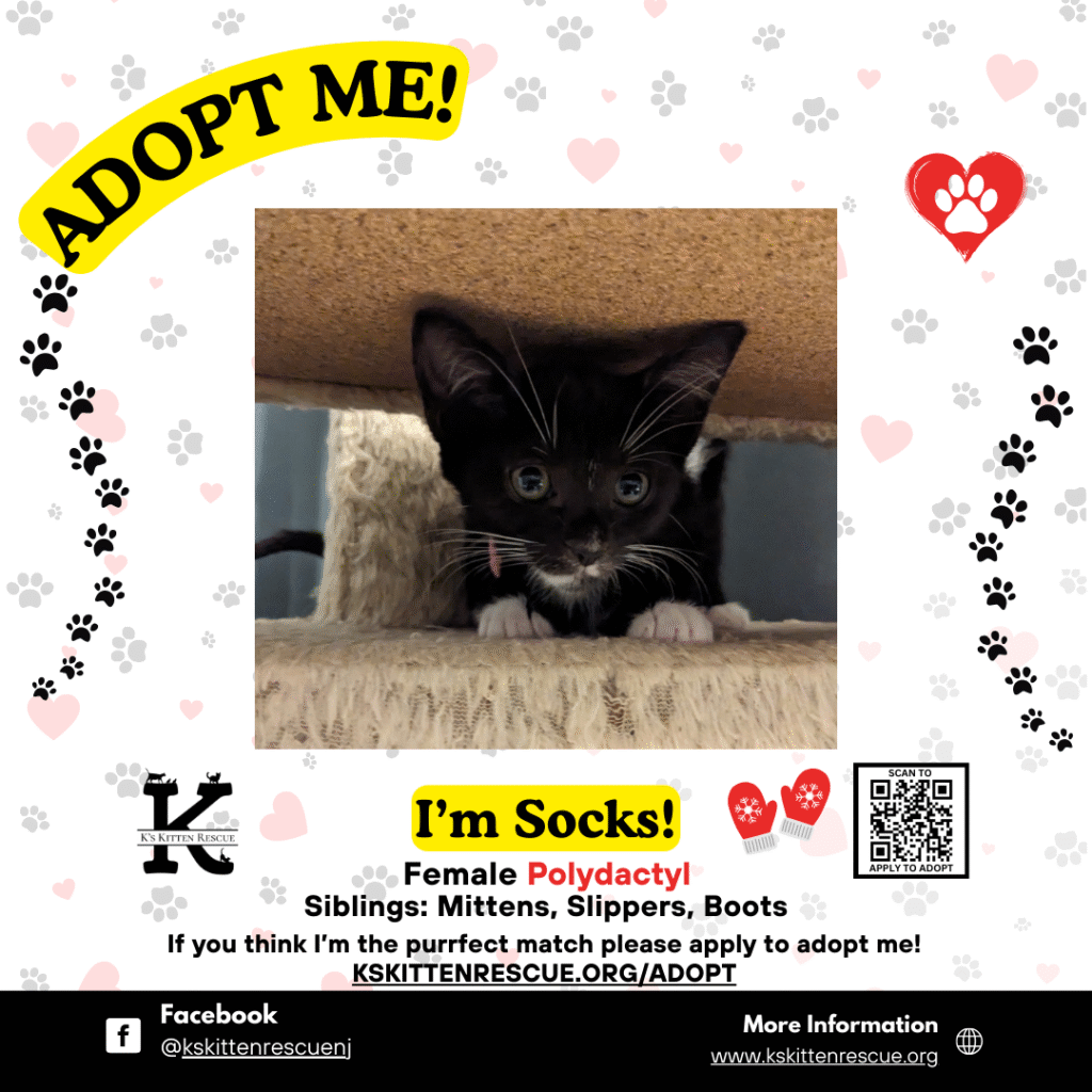 adopt me social media listing socks
