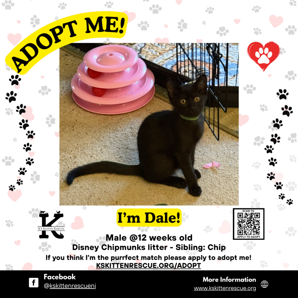 Dale adopt me social media listing dale