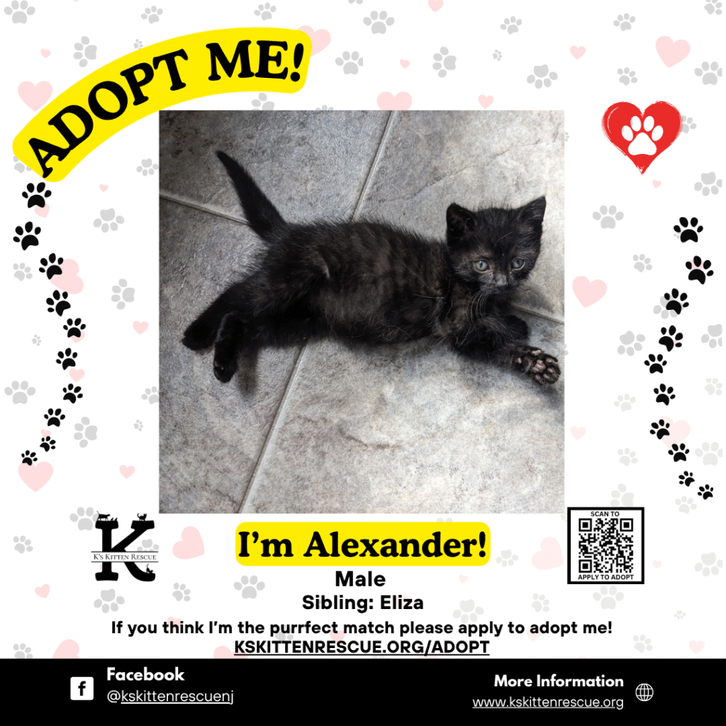 adopt me social media listing alexander