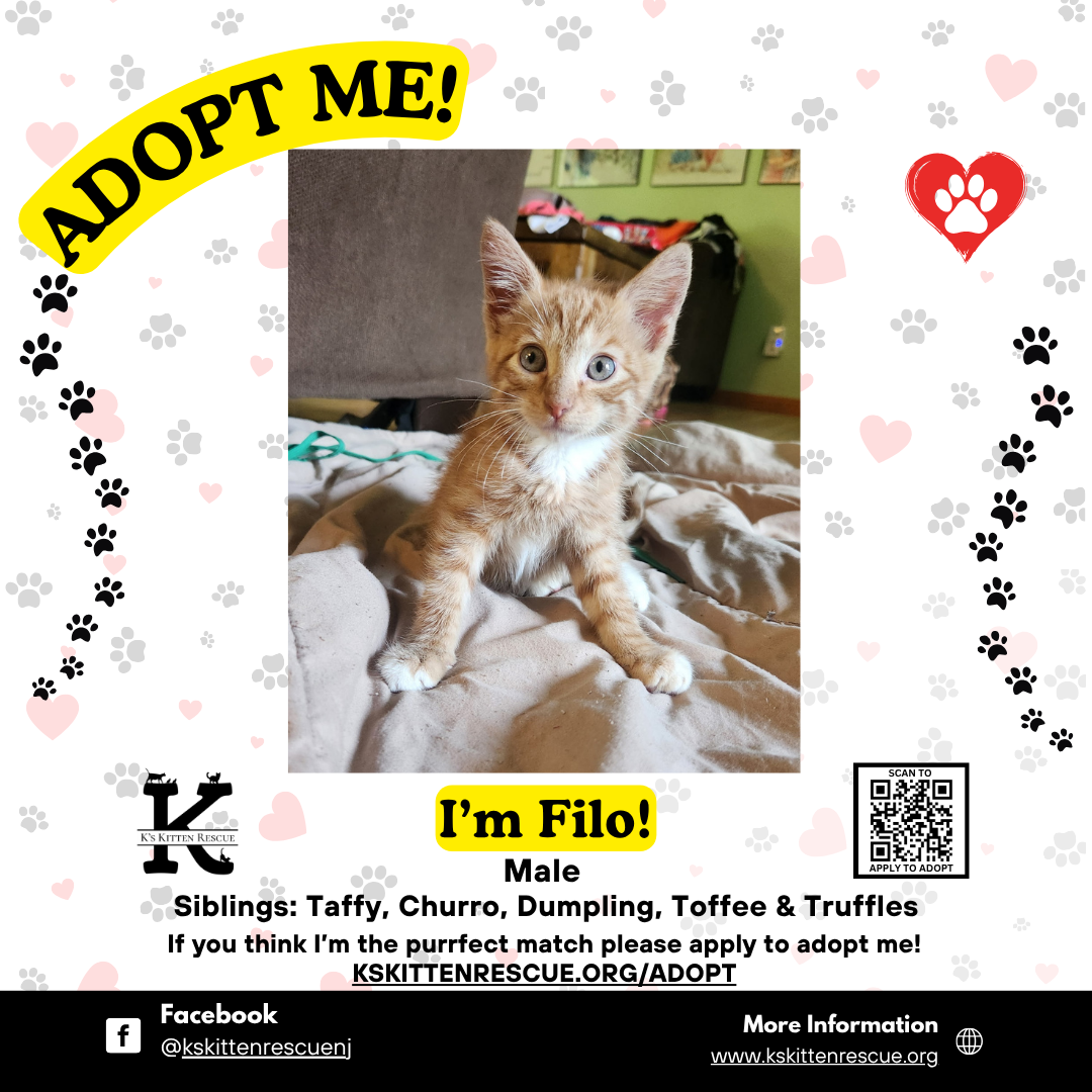 adopt me social media listing filo