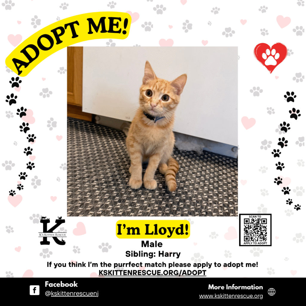 adopt me social media listing lloyd