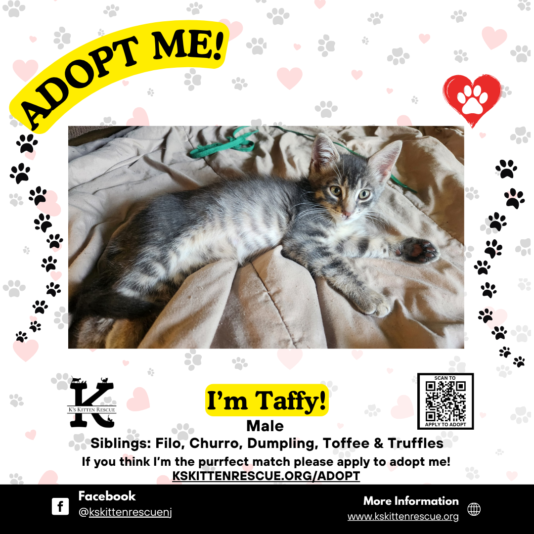 adopt me social media listing taffy