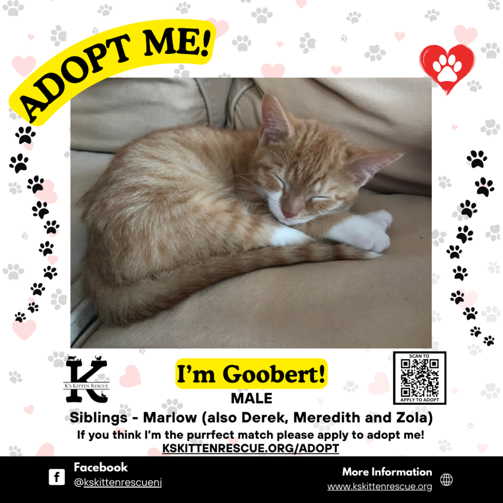 Goobert adopt me social media listing goobert