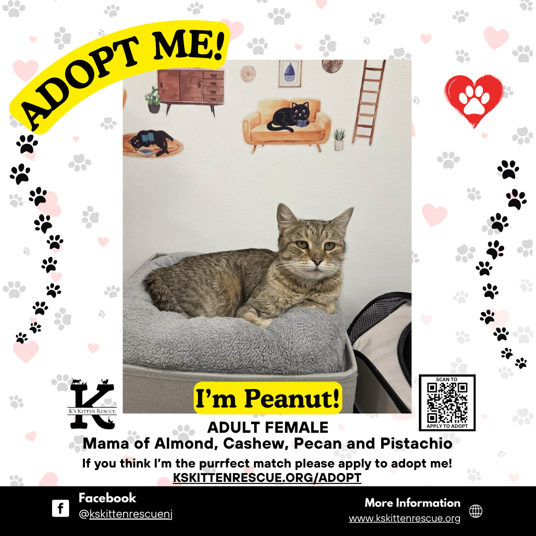 adopt me social media listing peanut