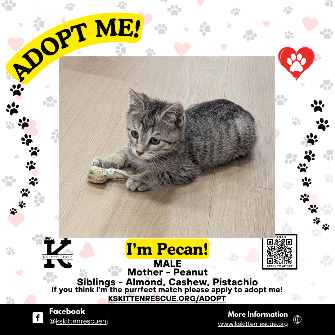 adopt me social media listing pecan