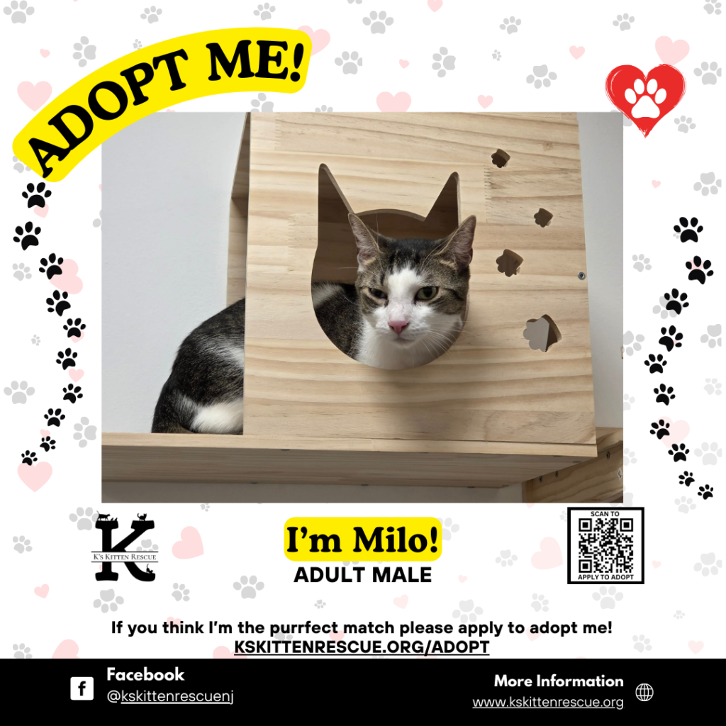 adopt me social media listing milo