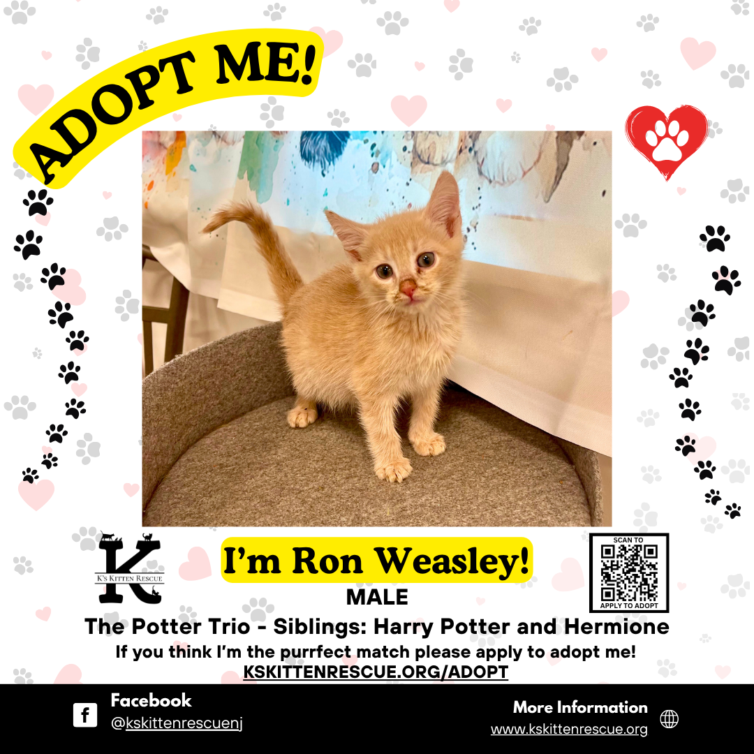 ron weasley