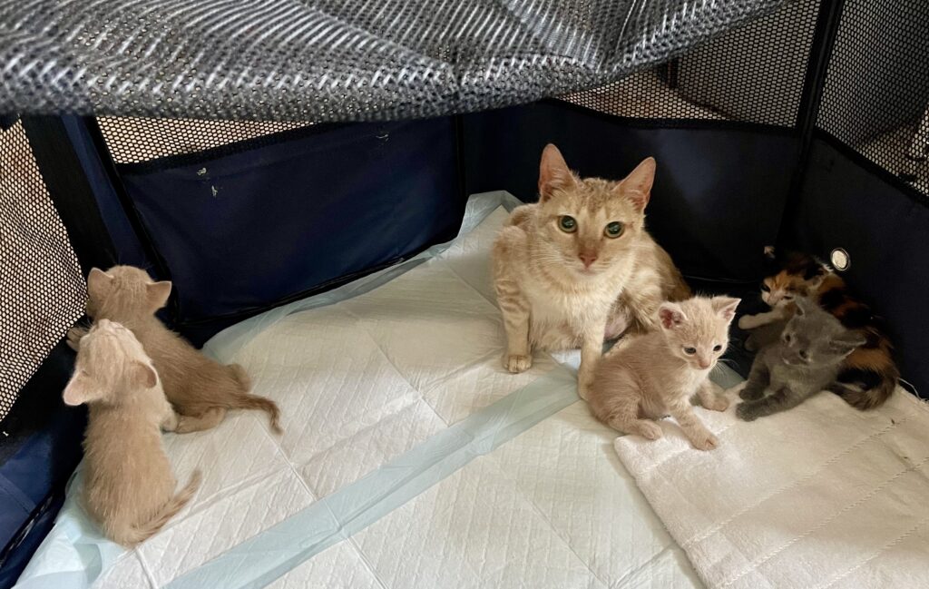 mama aurora and 5 babies after rescue