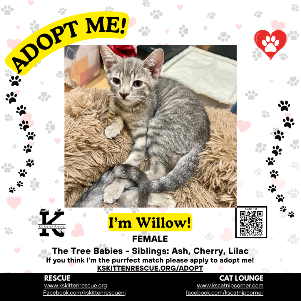 willow